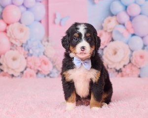 Lando Mini Bernedoodle